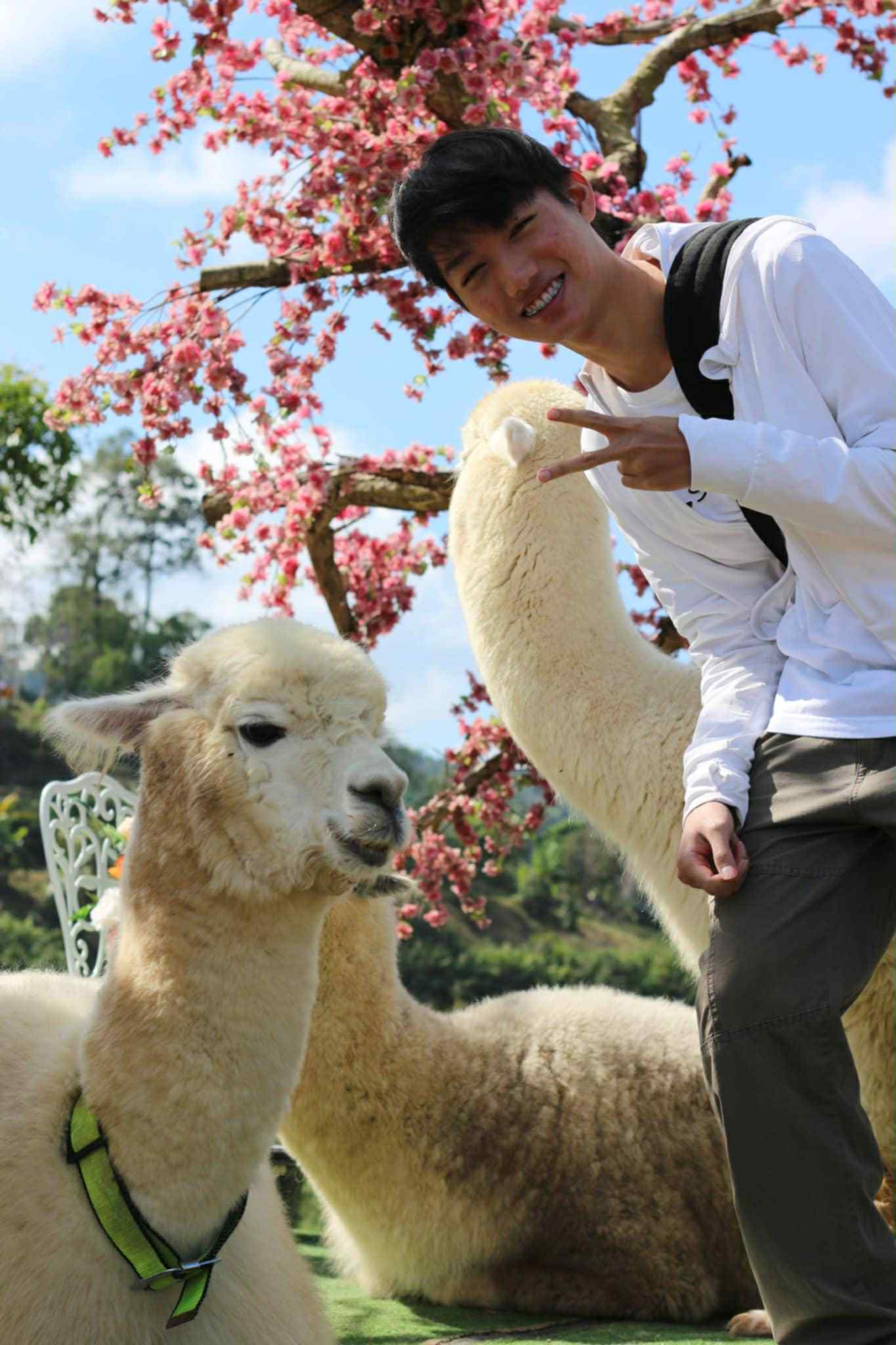 Alpaca Farm View