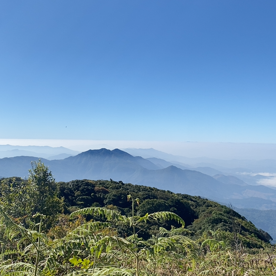 Doi Inthanon (Kew Mae Pan Nature Trail)